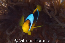 Amphiprion Bicinctus by Vittorio Durante 